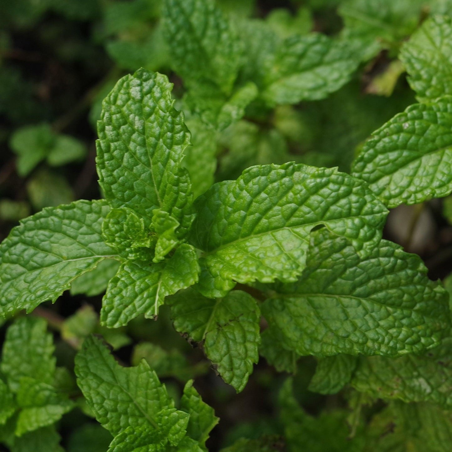 Pasta dental natural - Màna Labs