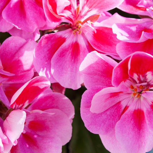 Mascarilla exfoliante natural - Màna Labs